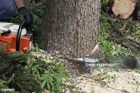 Best Hedge Trimming  in Shorewood, WI